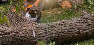 Trusted Calabash, NC Tree Removal Experts