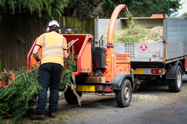 Best Tree Risk Assessment  in Calabash, NC